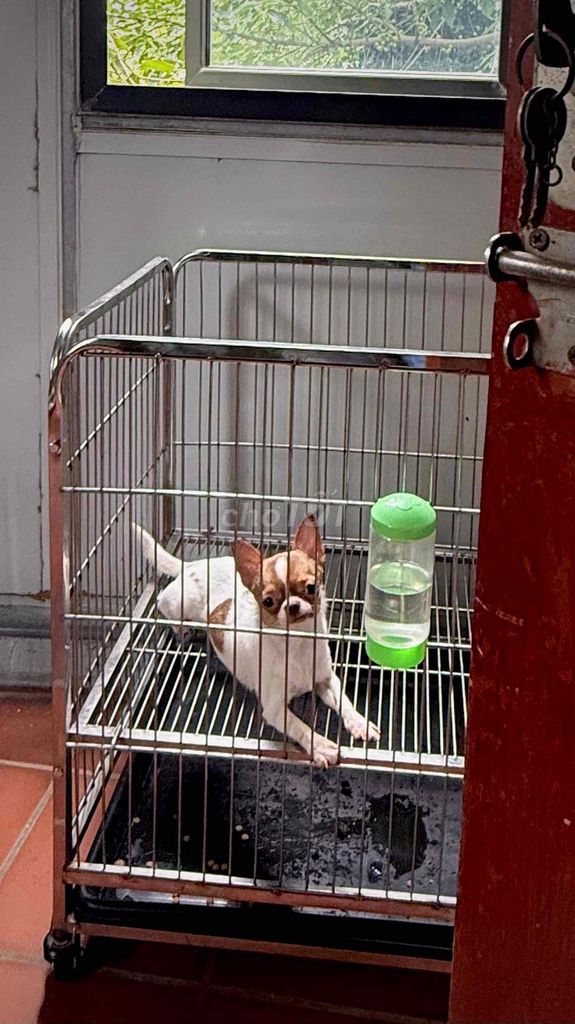 Chó chihuahua cái🍫. Mua bán Chó tại Quận Hoàng Mai Hà Nội được đăng bởi Dương hình 1
