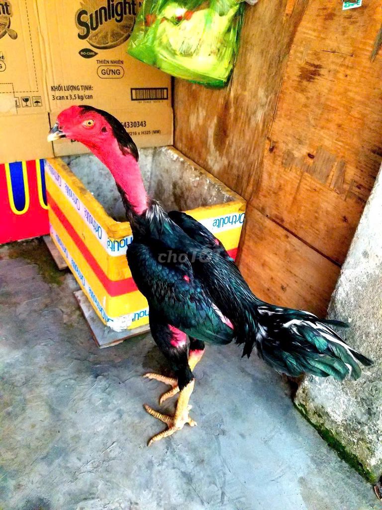 Gà chọi Đen Đực 3,1kg. Mua bán Gà tại Huyện Cát Tiên Lâm Đồng được đăng bởi Tuấn Gà Chọi hình 1