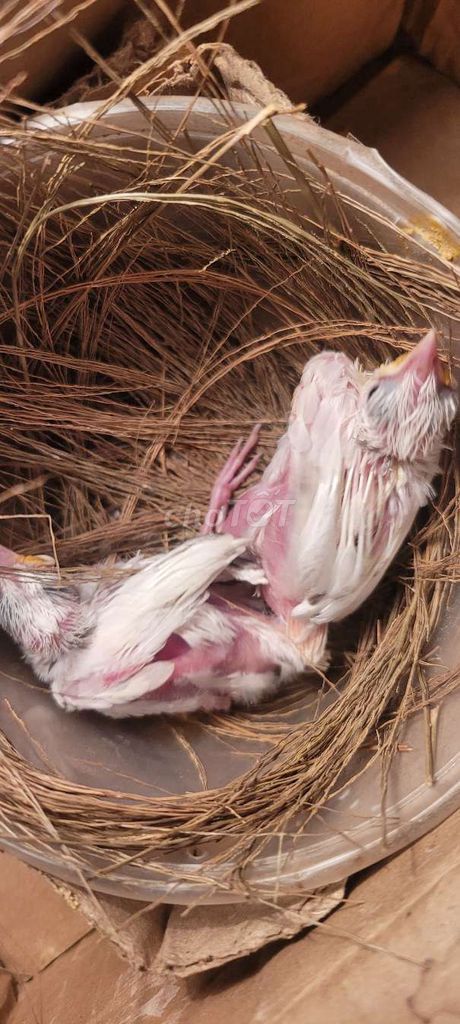 Chim Mào bạch non. Mua bán Chim tại Quận Bắc Từ Liêm Hà Nội được đăng bởi cuong hình 1