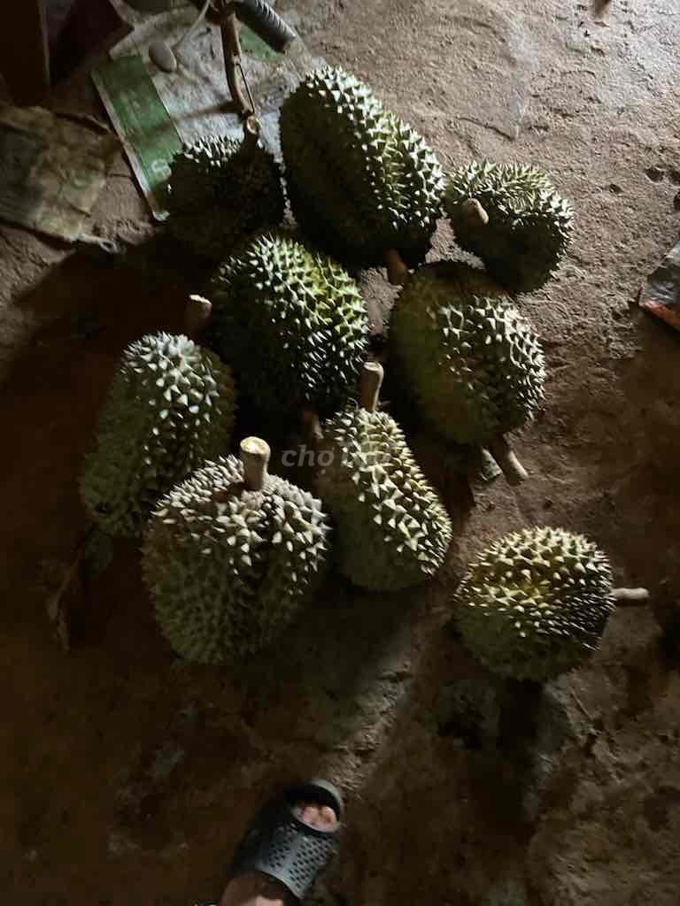 sầu riêng nhà trồng dak nông. Mua bán Đồ ăn, thực phẩm và các loại khác tại Quận 10 Tp Hồ Chí Minh được đăng bởi Pham văn trường hình 1