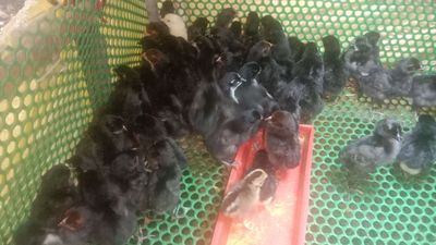 Gà đen lai nòi ace nào cần giống ib. Mua bán Gà tại Thành phố Thuận An Bình Dương được đăng bởi Le binh