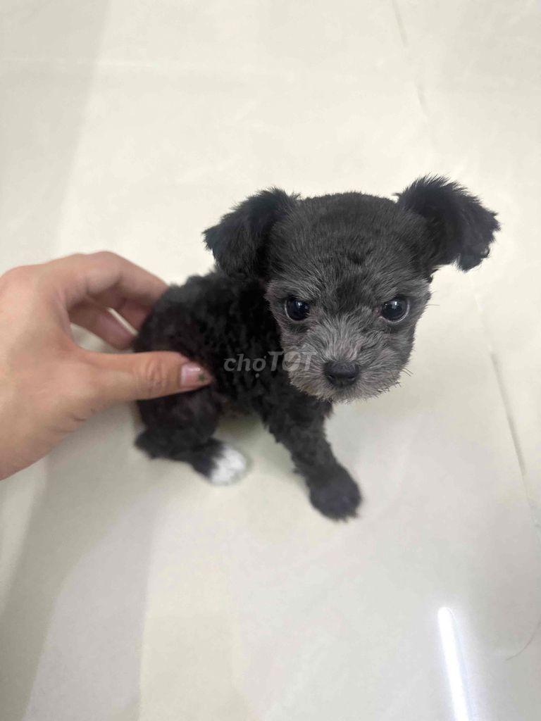 Chó Poodle cái màu Xám. Mua bán Chó tại Quận Tân Bình Tp Hồ Chí Minh được đăng bởi Aidan Duong hình 2