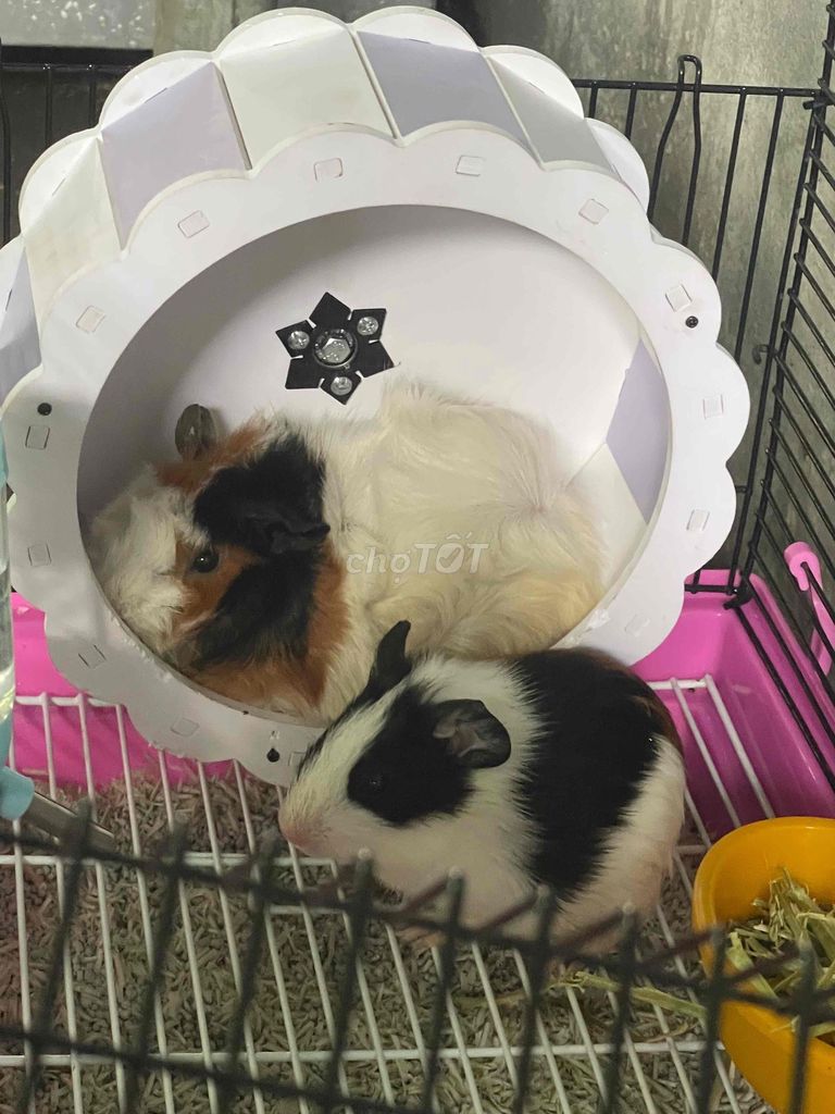 Chuột lang Đa sắc. Mua bán Thú cưng khác tại Thành phố Dĩ An Bình Dương được đăng bởi Bé Nhỏ hình 1