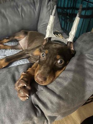 A Doberman puppy of red or brown color is 3 months