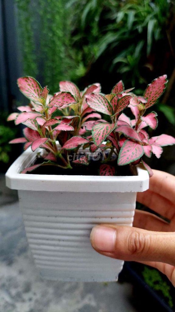 Cây cảnh Fittonia. Mua bán Cây cảnh, đồ trang trí tại Quận Lê Chân Hải Phòng được đăng bởi Dương Bùi hình 1