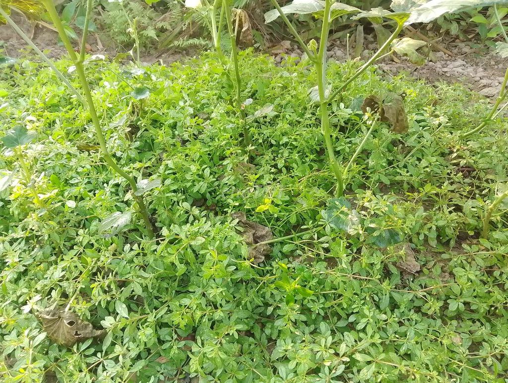 Rau đắng đất tươi ngon. Mua bán Đồ ăn, thực phẩm và các loại khác tại Huyện Long Hồ Vĩnh Long được đăng bởi Nguyễn Đạt hình 1