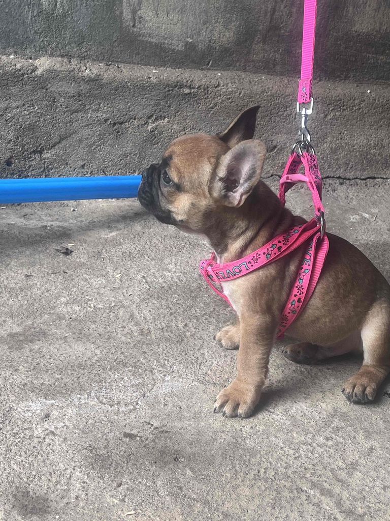 Chó Bull Pháp Nâu. Mua bán Chó tại Thành phố Buôn Ma Thuột Đắk Lắk được đăng bởi Lê thanh Ngoc hình 1