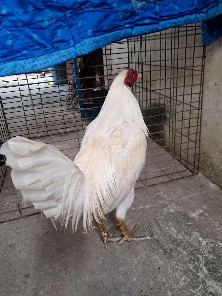 Gl qua gà khác hoặc Đá thịt gà 1kg8. Mua bán Gà tại Thành phố Thủ Đức Tp Hồ Chí Minh được đăng bởi Minhh Nguyễn Quang hình 1