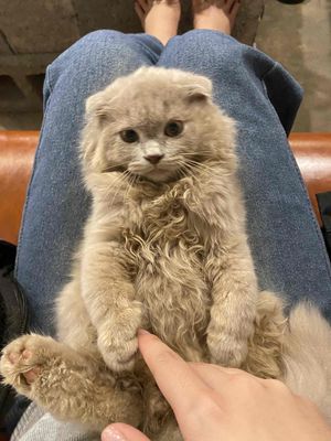 Mèo Lông Dài Xám tai cụp 4 tháng tuổi