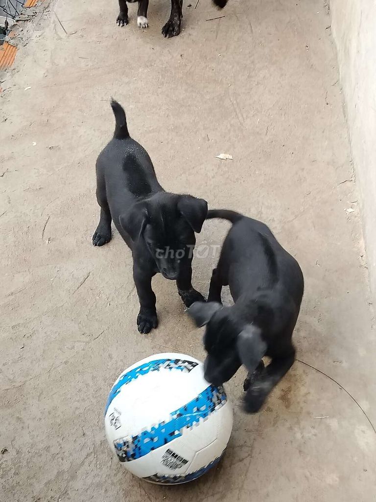 mông cộc  _phú Quốc. Mua bán Chó tại Huyện Bàu Bàng Bình Dương được đăng bởi MrPhong hình 6