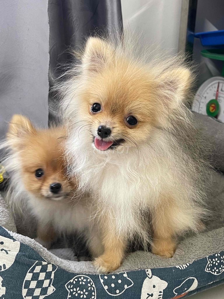 Xả đàn giá mềm 4 em chó. Mua bán Chó tại Quận Bình Tân Tp Hồ Chí Minh được đăng bởi Thiên Lam hình 1