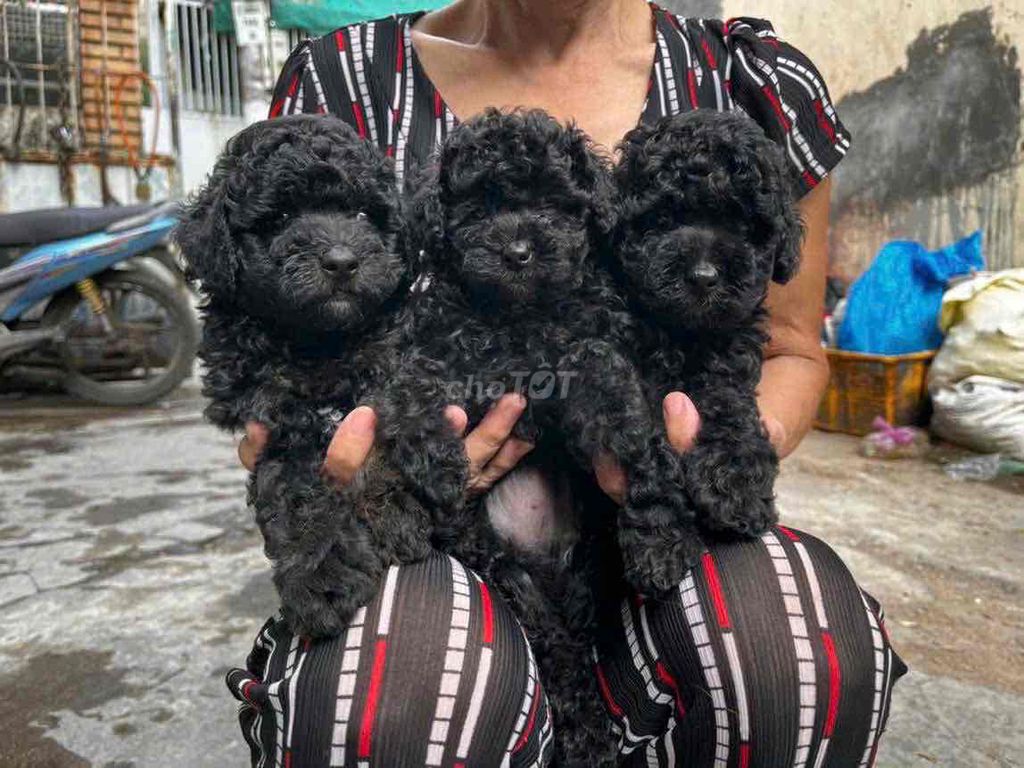 Chó Poodle đen phong thuỷ tinyteacup. Mua bán Chó tại Quận 8 Tp Hồ Chí Minh được đăng bởi Bong Do hình 1