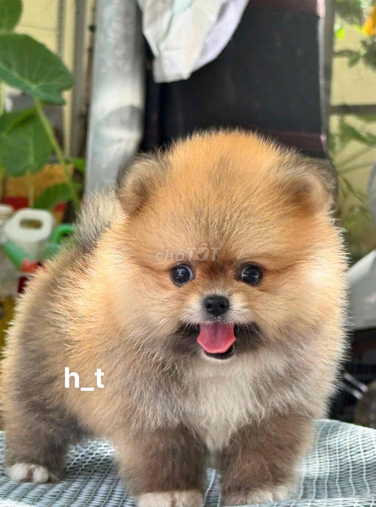 Chó Pomeranian mini nâu 2 tháng Lông dày❤️. Mua bán Chó tại Quận Bình Tân Tp Hồ Chí Minh được đăng bởi huỳnh thật  hình 1