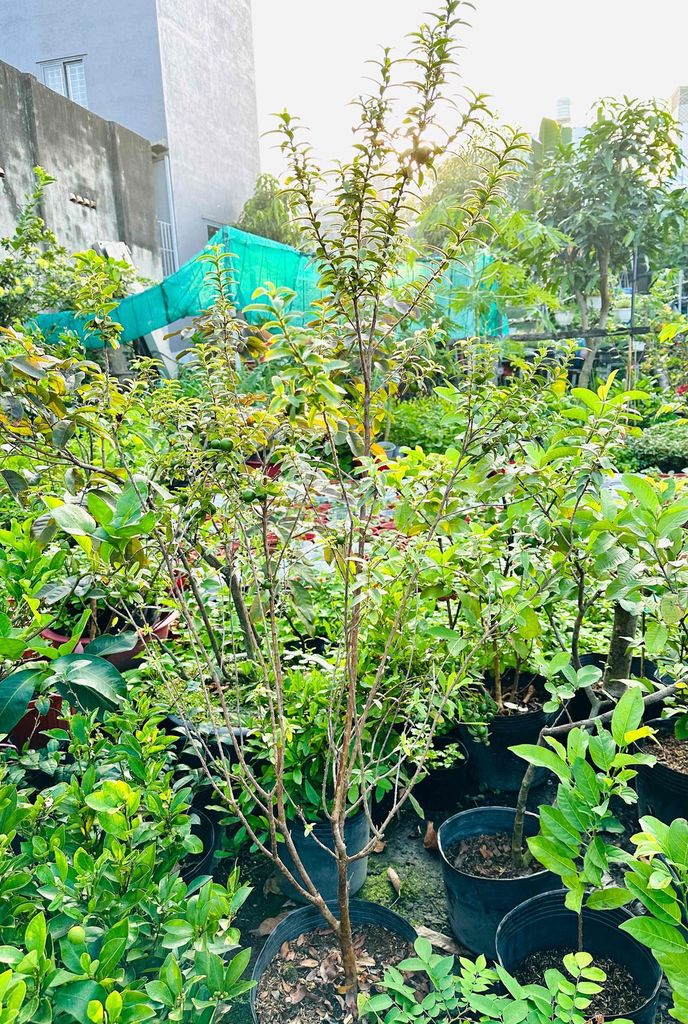 Ổi sẻ lá kim Khỏe đẹp sẵn trái. Mua bán Cây cảnh, đồ trang trí tại Quận Gò Vấp Tp Hồ Chí Minh được đăng bởi Vườn Kiểng Nhà Nị Ny hình 1