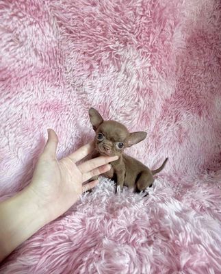 ❤️ CHIHUAHUA GIRL FULL CHOCOLA MINI TEACUP ❤️