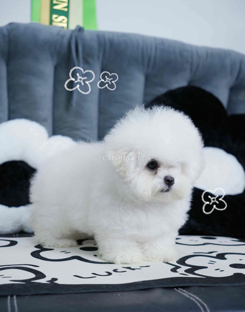 BICHON NHẬP + 4 tháng chủi. Mua bán Chó tại Quận 1 Tp Hồ Chí Minh được đăng bởi Ái Vy  hình 2