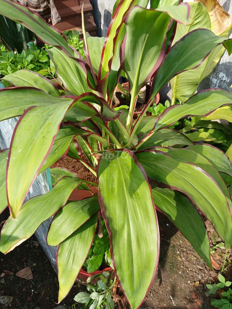 Bán bốn loại cây cảnh đồng giá: 50k/chậu nhựa . Mua bán Cây cảnh, đồ trang trí tại Quận Gò Vấp Tp Hồ Chí Minh được đăng bởi Cuong hình 1