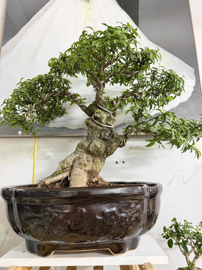 Cây cảnh Sam núi trái. Mua bán Cây cảnh, đồ trang trí tại Thị xã Phú Mỹ Bà Rịa - Vũng Tàu được đăng bởi Bonsai Mini hình 1