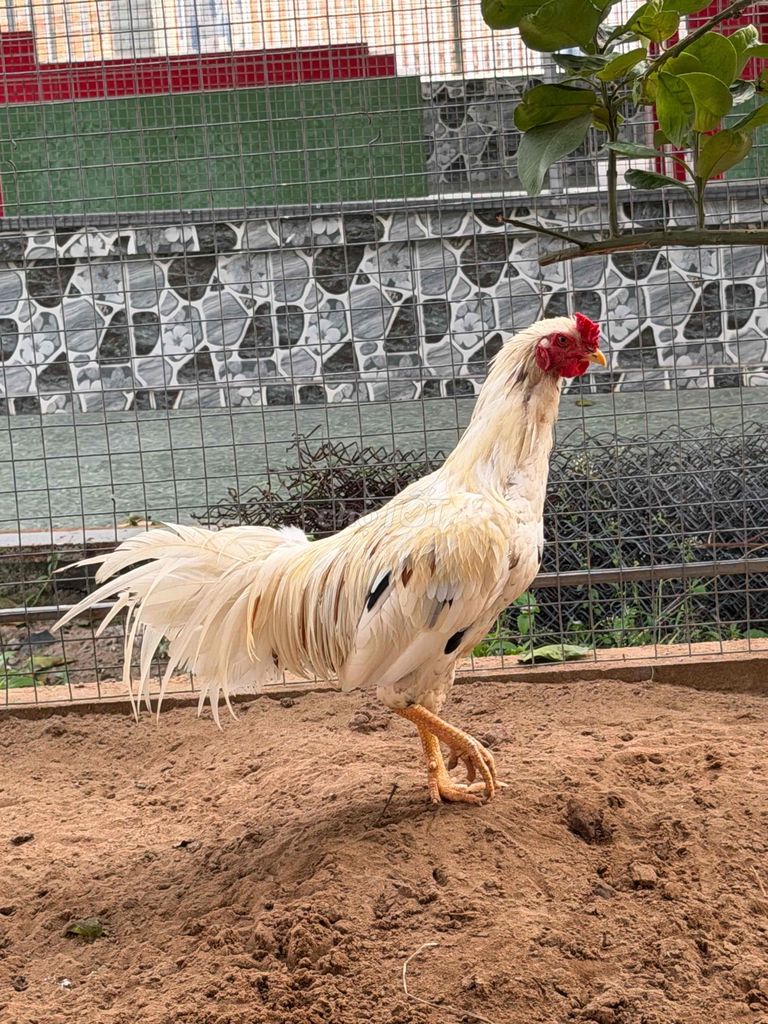 Gà chọi trống 8 tháng tuổi. Mua bán Gà tại Huyện Châu Phú An Giang được đăng bởi nguyen ngoc dang hình 1