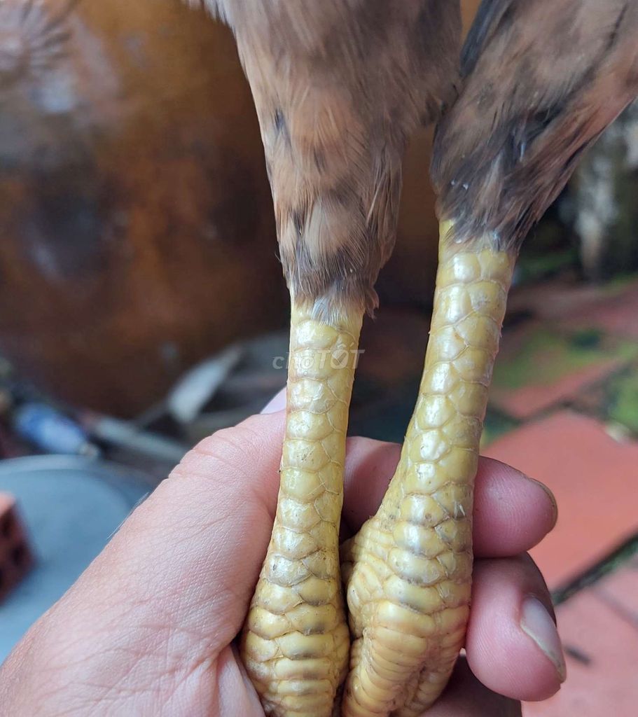 Kelso 1kg5 trang đe 2kg.ko tat lỗi 😊