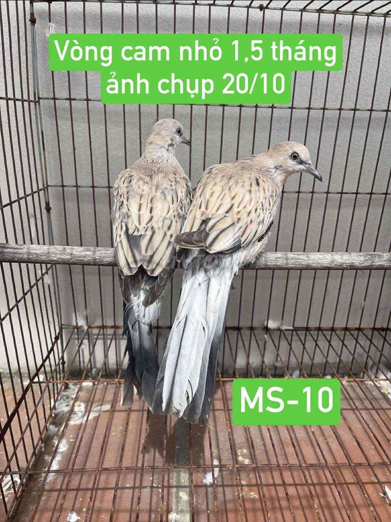 cu gáy thái. Mua bán Chim tại Quận Hoàng Mai Hà Nội được đăng bởi Hùng hình 4