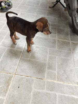 Bán chó con. Mua bán Chó tại Quận 12 Tp Hồ Chí Minh được đăng bởi lý Hải Sơn 