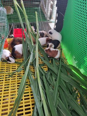 Bọ ú rạch giá. Mua bán Thú cưng khác tại Thành phố Rạch Giá Kiên Giang được đăng bởi Trà Vi