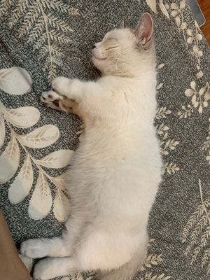 Mèo Munchkin cái gần 5 tháng tặng kèm balo , nvs