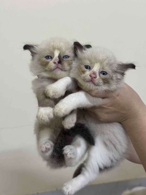 Mèo Ragdoll tìm nhà mới. Mua bán Mèo tại Quận Bình Tân Tp Hồ Chí Minh được đăng bởi Nguyễn Hoàng Việt