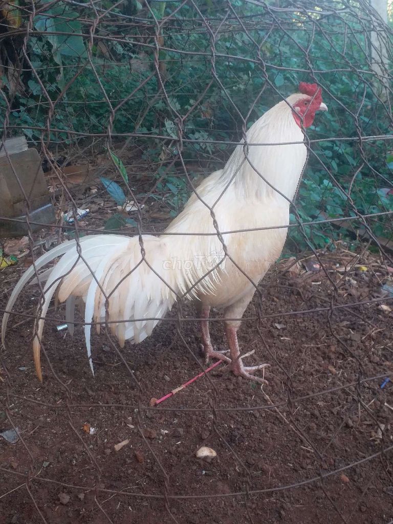 thái mỹ  2.6kg còn lên chơi tết. Mua bán Gà tại Huyện Châu Đức Bà Rịa - Vũng Tàu được đăng bởi Việt Mỹ  hình 1