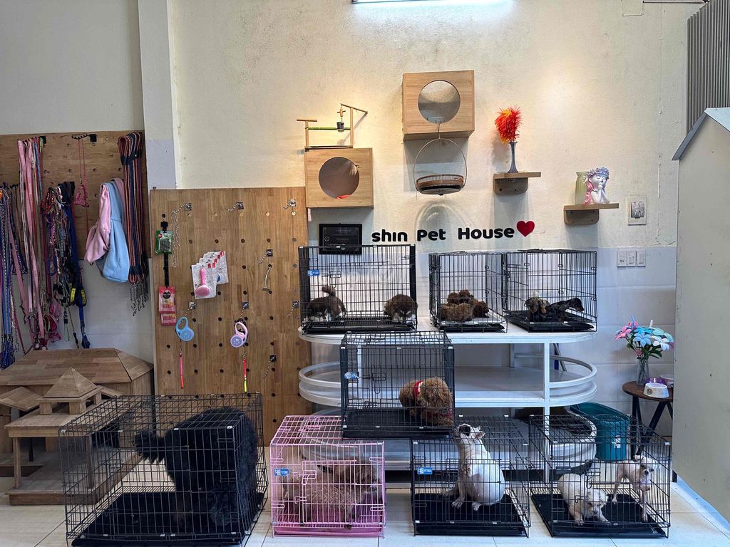 Ai có chó mèo cảnh bận k nuôi nữa alo em. Mua bán Mèo tại Quận Cẩm Lệ Đà Nẵng được đăng bởi Nguyễn Hữu Anh Vũ hình 1