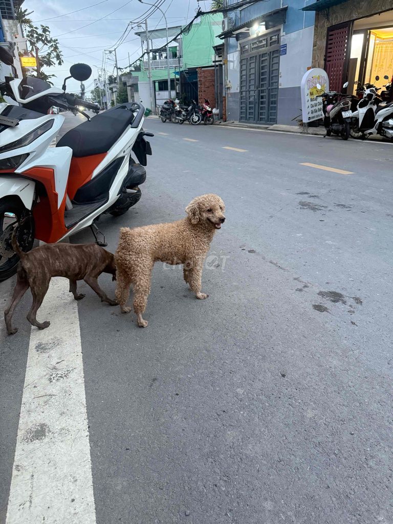 đưc tơ. 3 kg. 7 thang. Mua bán Chó tại Huyện Hóc Môn Tp Hồ Chí Minh được đăng bởi Trang hình 5