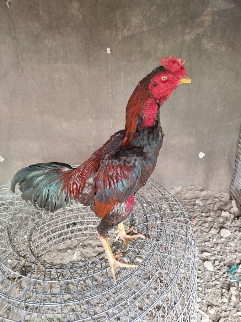 Gà chọi Đỏ đen Đực. Mua bán Gà tại Huyện Thanh Trì Hà Nội được đăng bởi Ledinhdat hình 1