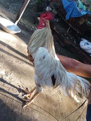 3 kí mẻ hiệu. Mua bán Gà tại Thị xã Bình Minh Vĩnh Long được đăng bởi Nguyễn Hết