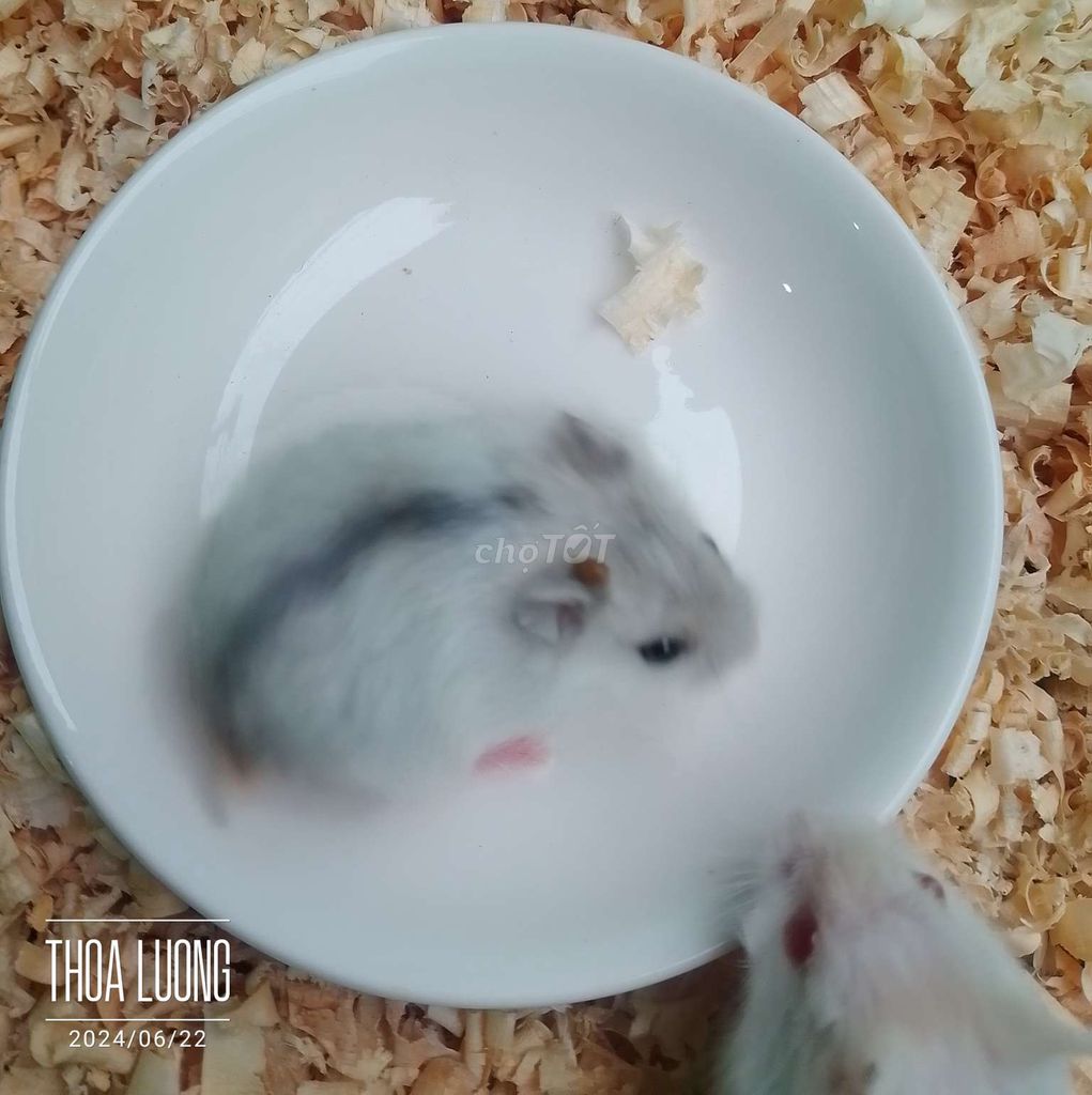 Chuột hamster baby ạ