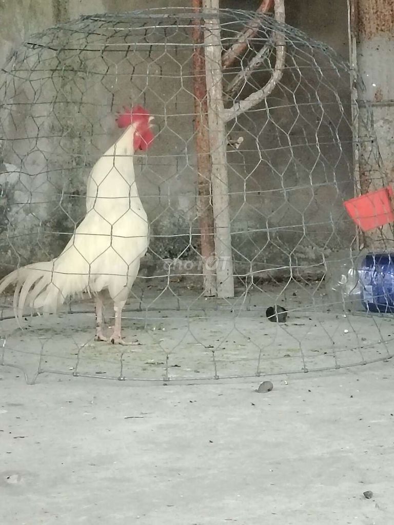 gà đá ăn ai trả giá thì khỏi nhắn . Mua bán Gà tại Huyện Bình Chánh Tp Hồ Chí Minh được đăng bởi Mình Phước Bùi hình 1