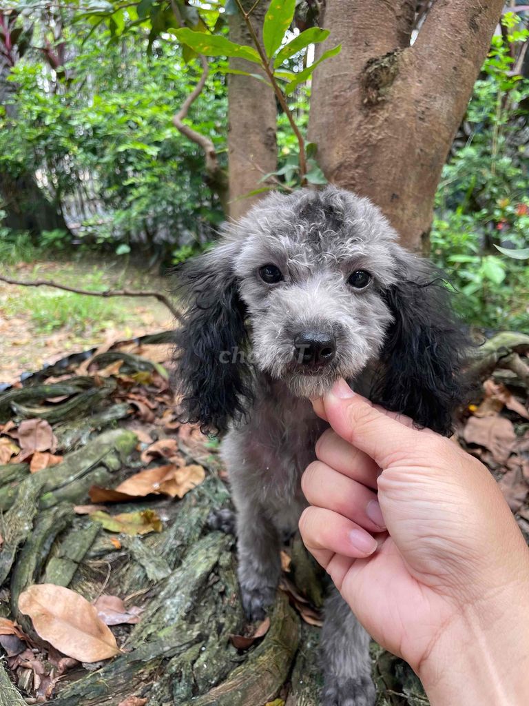 poodle xám. Mua bán Chó tại Huyện Châu Thành Tây Ninh được đăng bởi Linh hình 5