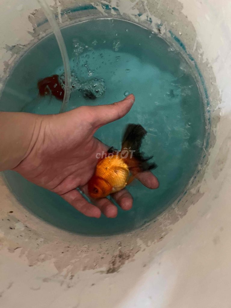 oranda đuôi lụa