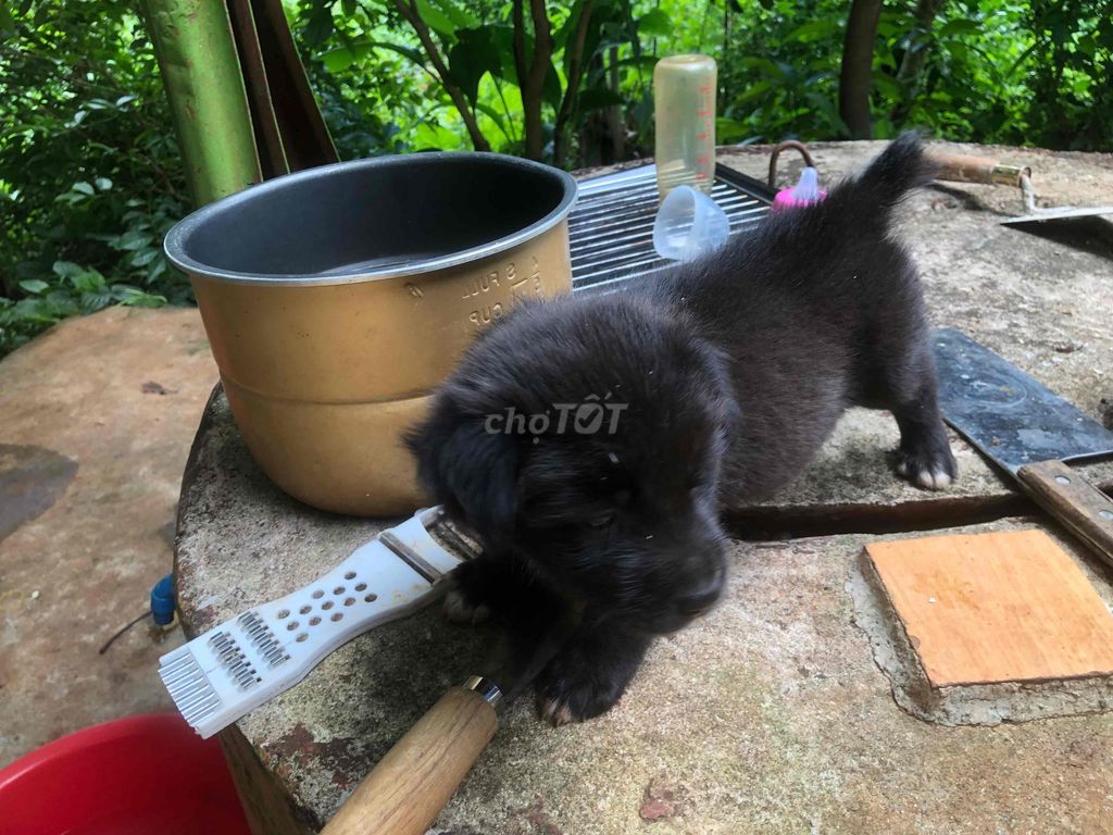 Chó đực đen Nhật lùn. Mua bán Chó tại Thành phố Pleiku Gia Lai được đăng bởi  Vu Van Thinh hình 1