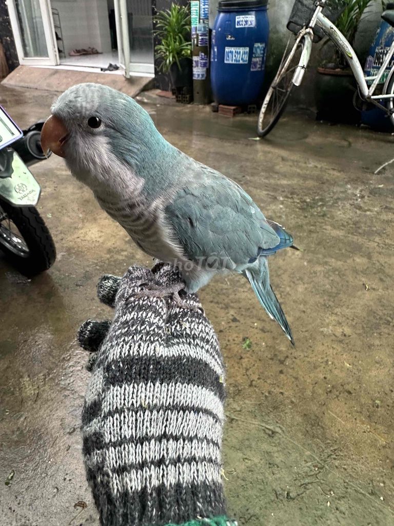 tìm nhà mới cho bé monk blue. Mua bán Chim tại Huyện Củ Chi Tp Hồ Chí Minh được đăng bởi An Phạm hình 1
