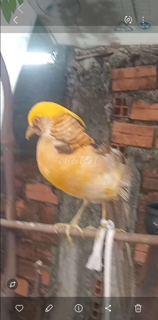 Chim bảy màu trống Vàng. Mua bán Chim tại Huyện Hóc Môn Tp Hồ Chí Minh được đăng bởi Như Lê hình 1
