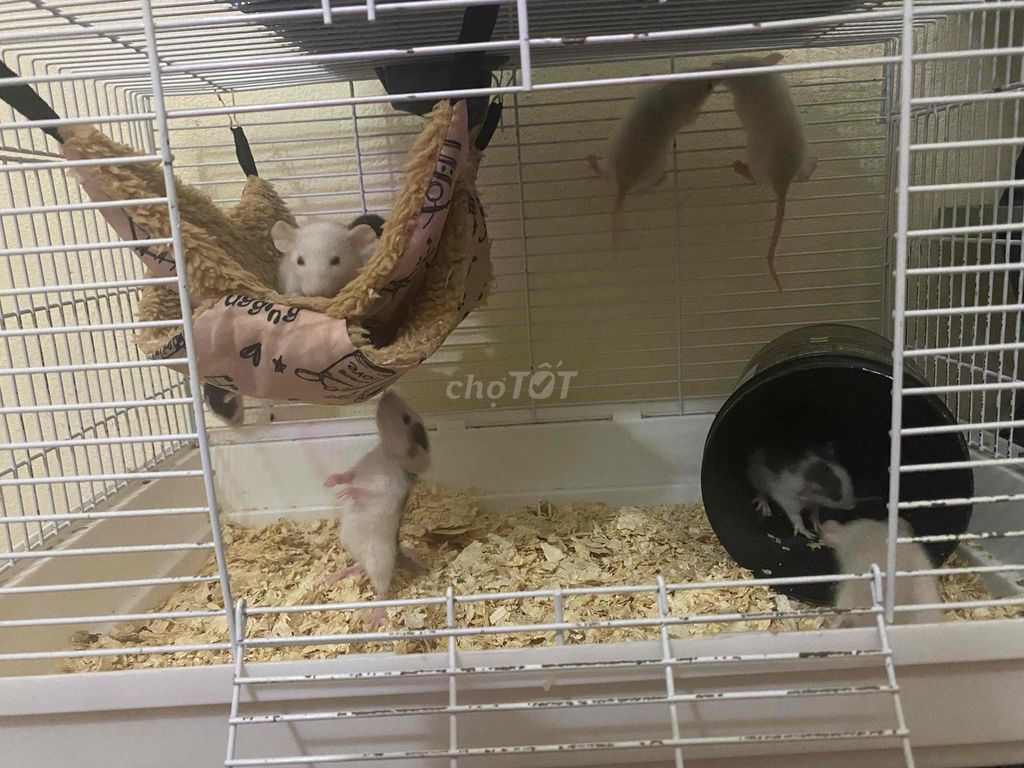 Chuột rat nhỏ. Mua bán Thú cưng khác tại Huyện Mê Linh Hà Nội được đăng bởi Ng Thanh hình 1
