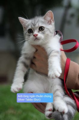 Mèo AlN thuần chủng 100% Silver Tabby 2 tháng tuổi
