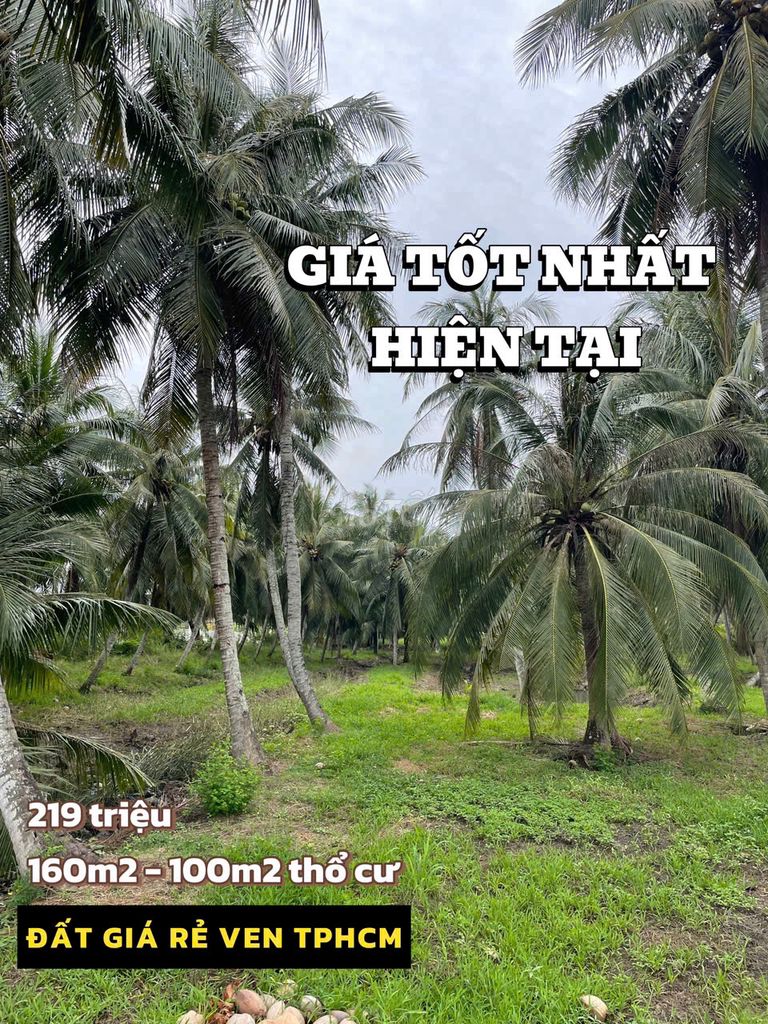 219 triệu có ngay đất thổ cư vườn dừa mát mẻ ở ngoại ô SG