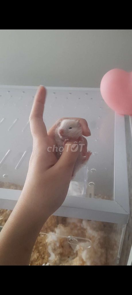 Cần gả 3 bé hamster bear vàng mơ tai đen xinh iu