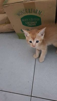 Mèo con Vàng cam