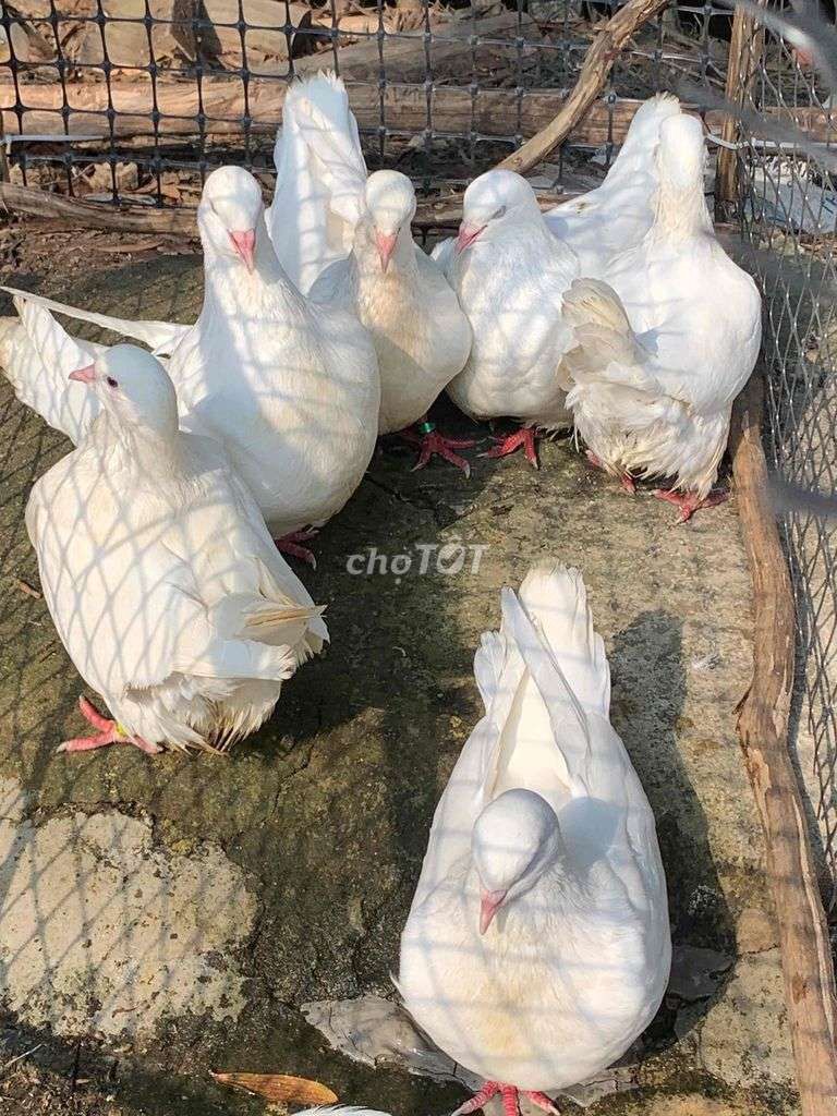 Chim bồ câu Nàng mon Cái Trắng. Mua bán Chim tại Thành phố Biên Hòa Đồng Nai được đăng bởi Minh Nghĩa hình 1