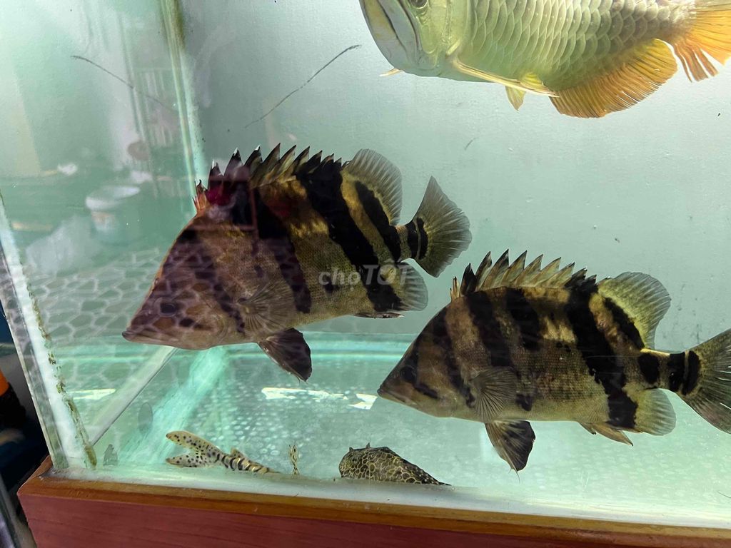 Cá Hổ 25cm Vàng đen. Mua bán Thú cưng khác tại Quận 12 Tp Hồ Chí Minh được đăng bởi Bùi Tuấn Anh hình 1