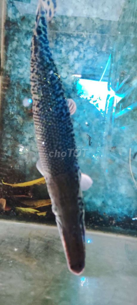 Cá cảnh Cá mỏ vịt 45cm. Mua bán Thú cưng khác tại Thành phố Biên Hòa Đồng Nai được đăng bởi Đức Ngọ hình 1