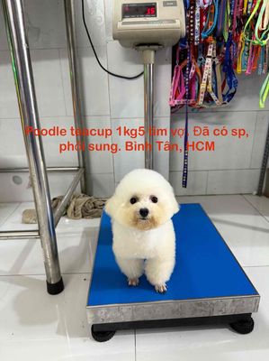 PHỐI GIỐNG (Không bán) Poodle đực teacup 1kg5. Mua bán Chó tại Quận Bình Tân Tp Hồ Chí Minh được đăng bởi Nguyễn Dương Bích Tuyền